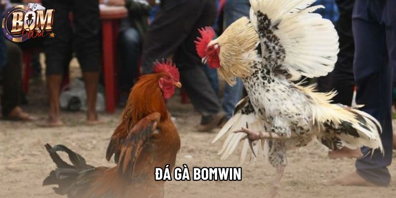 Đá Gà Bomwin Và Những Thông Tin Cần Nắm Trước Khi Theo Dõi